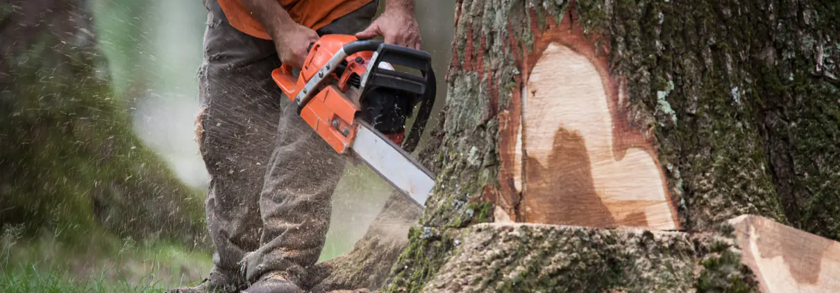 Quand et pourquoi décider l’abattage d’un arbre ?